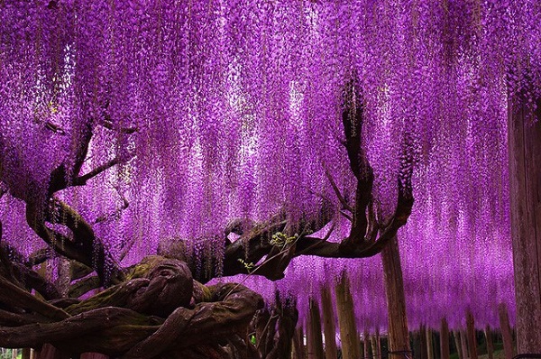 Những đường hầm hoa tử đằng đẹp nhất Nhật Bản