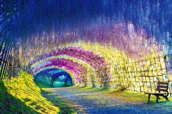 Những đường hầm hoa tử đằng đẹp nhất Nhật Bản