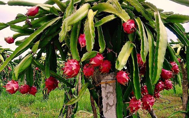Những loại cây ăn quả dễ trồng tại nhà