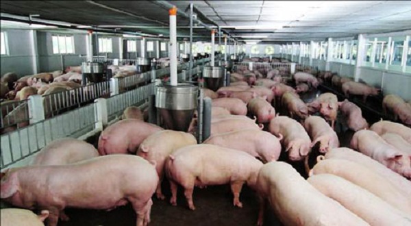 Giá thịt lợn ở Việt Nam “rẻ nhất thế giới” khiến người dân lao đao