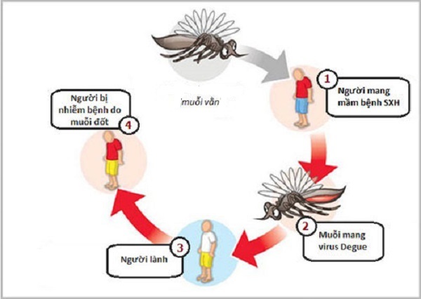 Nguyên nhân và dấu hiệu của bệnh sốt xuất huyết là gì?