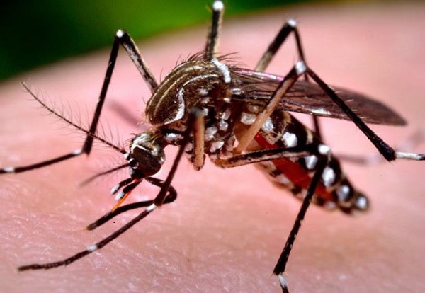 Nguyên nhân và dấu hiệu của bệnh sốt xuất huyết là gì?