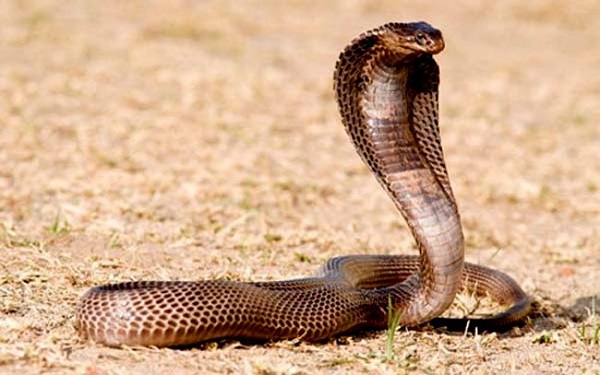 Top 10 loài rắn độc nhất ở Việt Nam